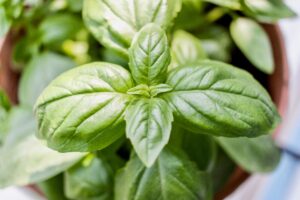 Basil Plant 