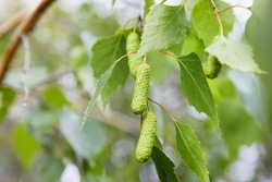 Birch leaves