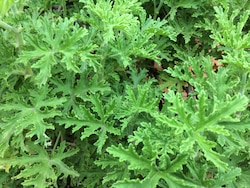 Citronella