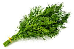 Dill Weed Elizabeth Essentials