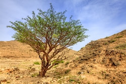 Frankincense Tree