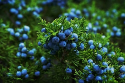 Juniper Berries