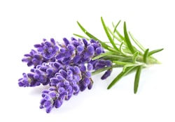 Lavendar