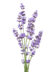 Lavender Buds