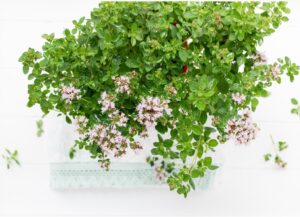 Marjoram