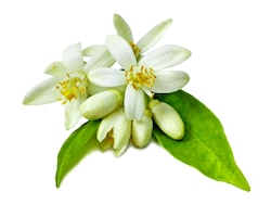 Neroli