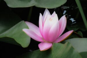 Pink Lotus