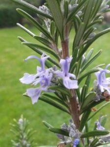 Rosemary Essential Oil