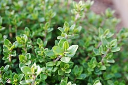 Thyme Essential Oil