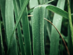 Vetiver Essential Oil