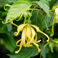 Ylang Ylang Essential Oil