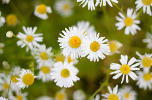 German Chamomile