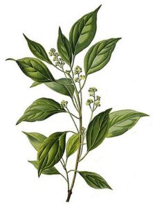 Ravensara Essential Oil