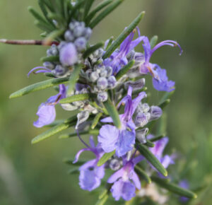 Rosemary Verbenone Essential Oil