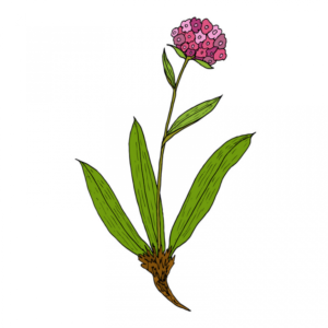 Spikenard Essential Oil